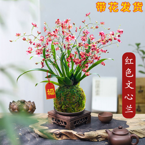 香水文心兰花苗现带花苞