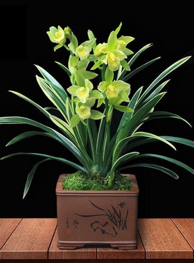 老字号四季金边兰花苗 浓香型室内 金凤冠 四季兰植物盆栽