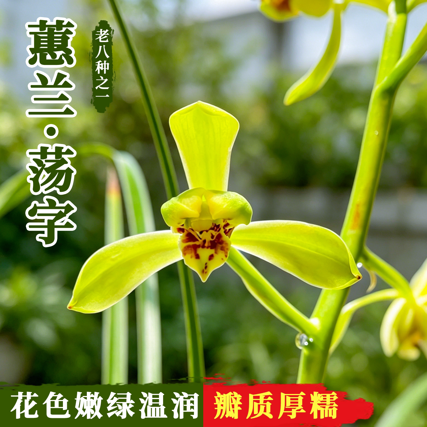 蕙兰老八种荡字原生老种经典浓香