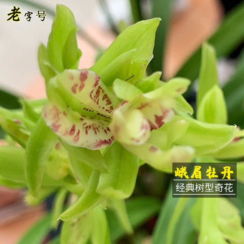 兰花苗 峨眉牡丹 建兰多瓣奇花夏带花苞出售室内好养花卉绿植盆栽