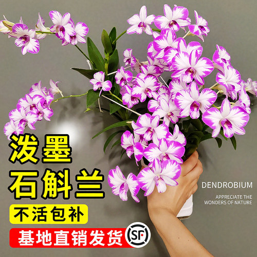 精品白泼墨带花苞秋石斛兰花苗