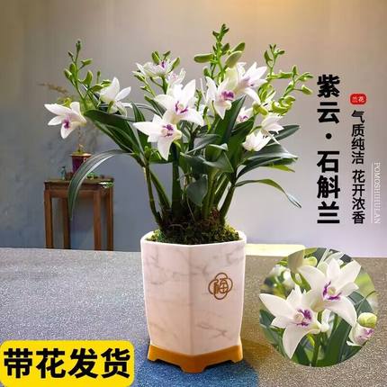 紫云石斛兰室内盆栽冬带花出售淡香兰花植物桌面花卉办公室绿植