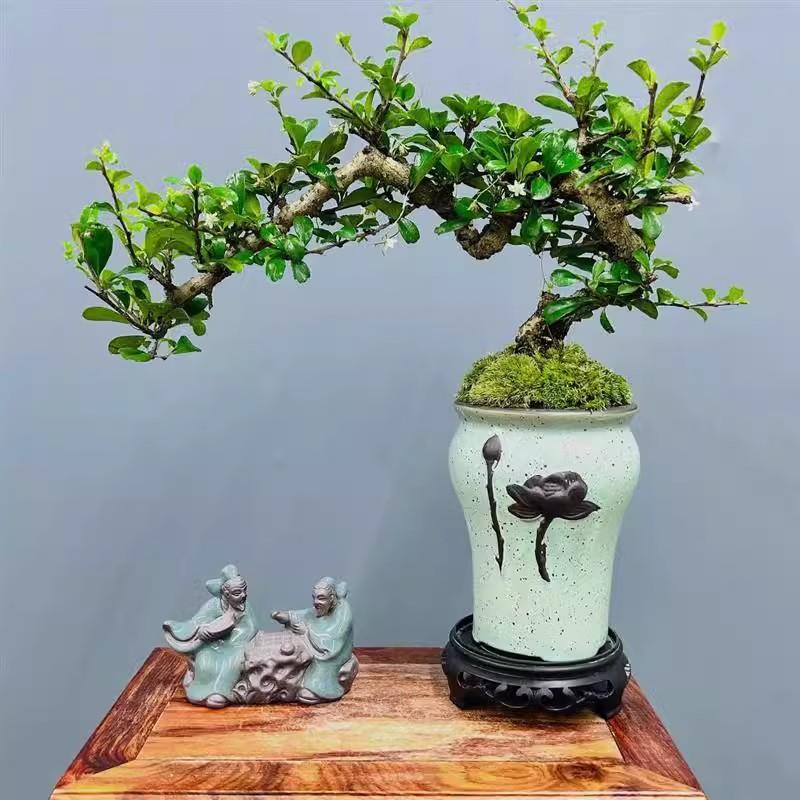 攀枝花茶盆景老桩悬崖s造型盆栽