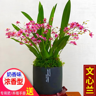 带花剑浓香迷你梦梦香水文心兰跳舞兰盆栽花卉室内好养活网红家居
