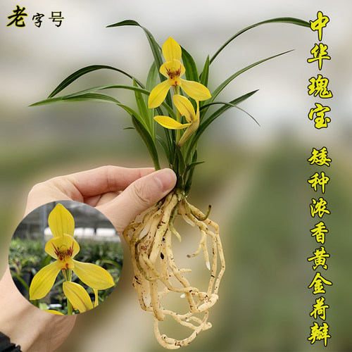 黄金荷瓣矮种春兰中华瑰宝冬出售