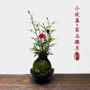超微水培姬月季四季开花卉阳台桌面迷你小盆栽水中美人苔藓球植物