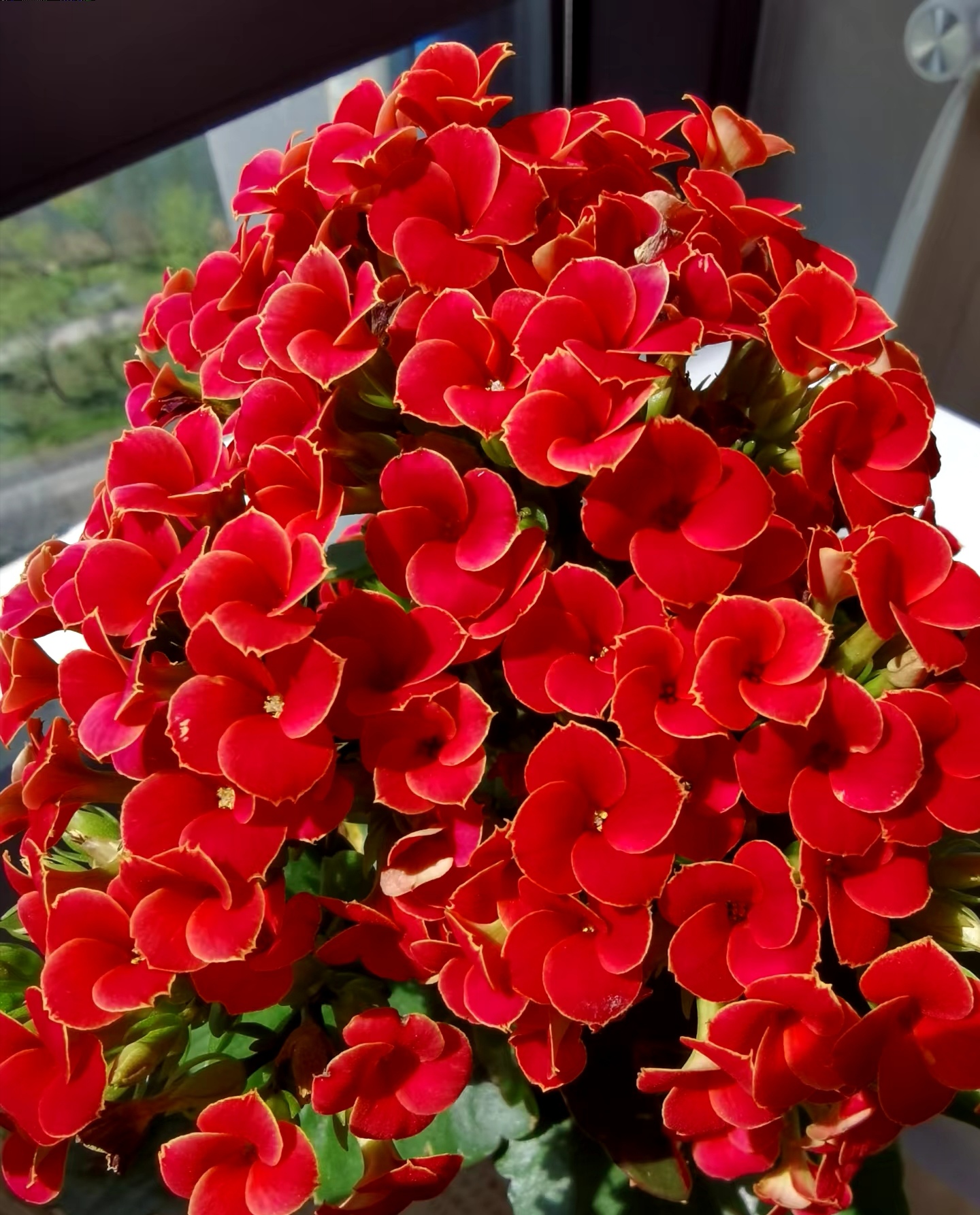 昊景单瓣辛巴斯长寿花