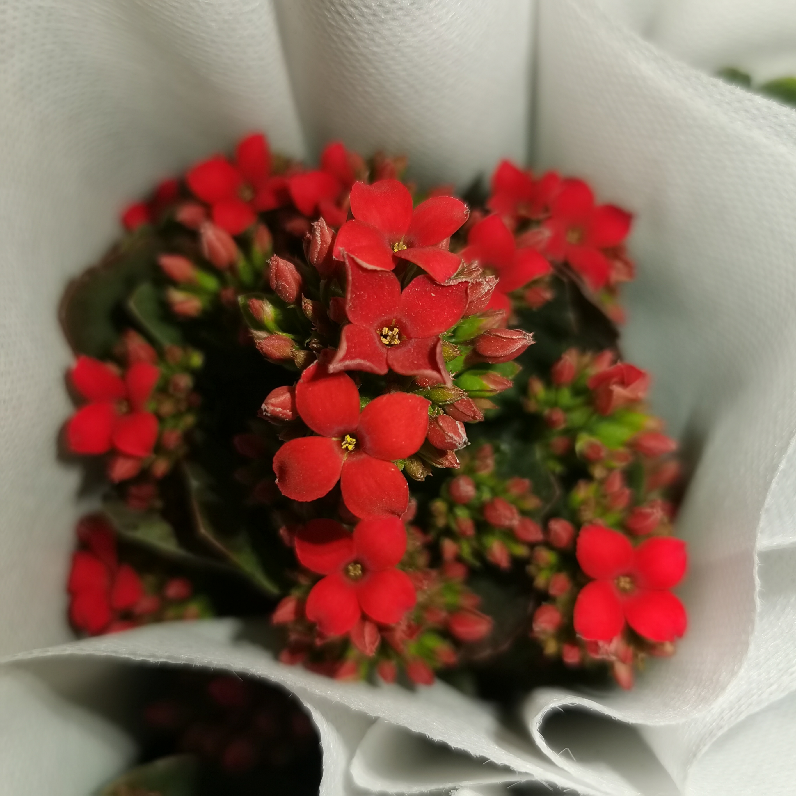 茉莉单瓣长寿花