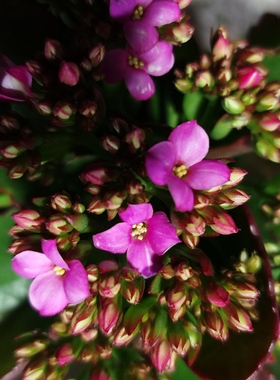 昊景单瓣伊佐野长寿花