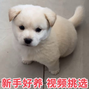中华田园犬适合家养的高智商串串狗认主宠物活物长不大的狗仔幼犬