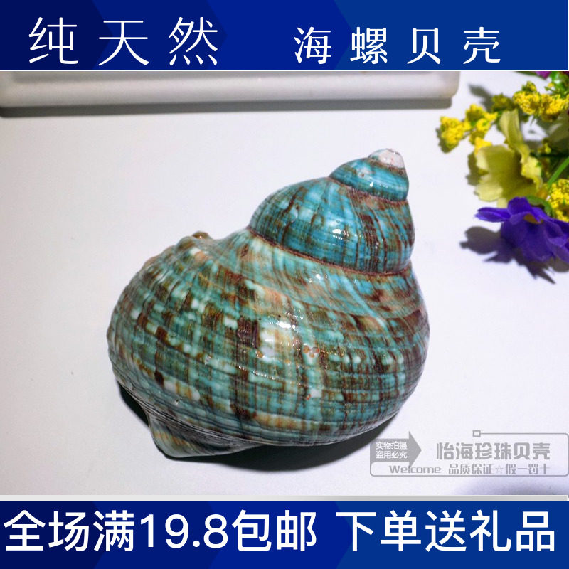 天然绿蝾螺海螺贝壳海星绿蝾螺大绿螺水族箱地中海家居收藏摆件