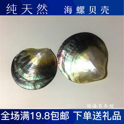 天然珍珠贝大溪地黑碟贝抛光贝首饰海星贝壳海螺摆件贝壳工艺品