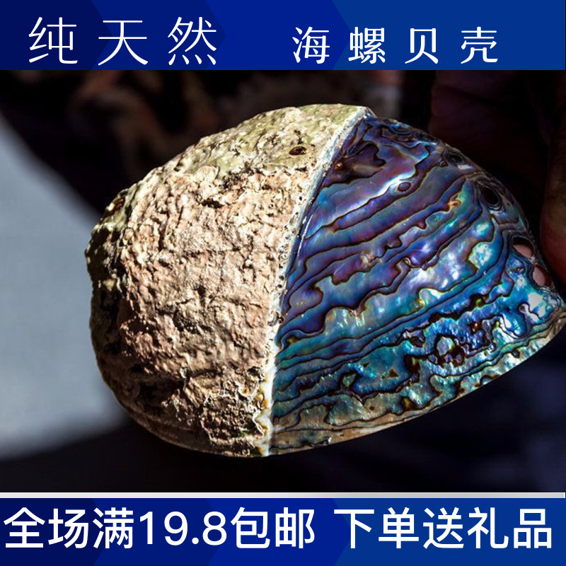 大鲍鱼壳天然贝壳海螺创意家居摆件首饰收纳香皂盒鼠尾草盆栽鱼缸
