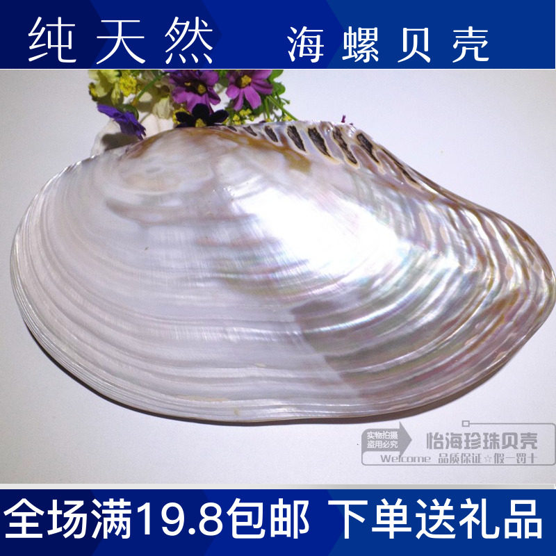 27cm大珍珠贝蚌壳天然海螺贝壳珊瑚海星 地中海家居创意收藏摆件