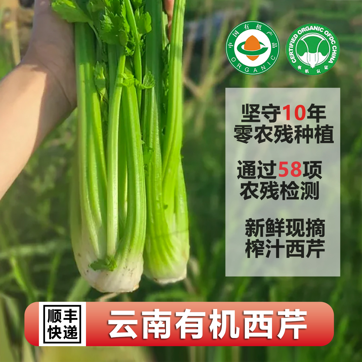 云南高原有机西芹 新鲜现摘不打农药榨汁西洋芹菜带叶昆明发顺丰