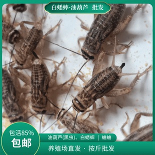 白蟋蟀活物蛐蛐油葫芦大号活虫守宫树蛙爬宠食饲料鱼龙鸟一斤包邮