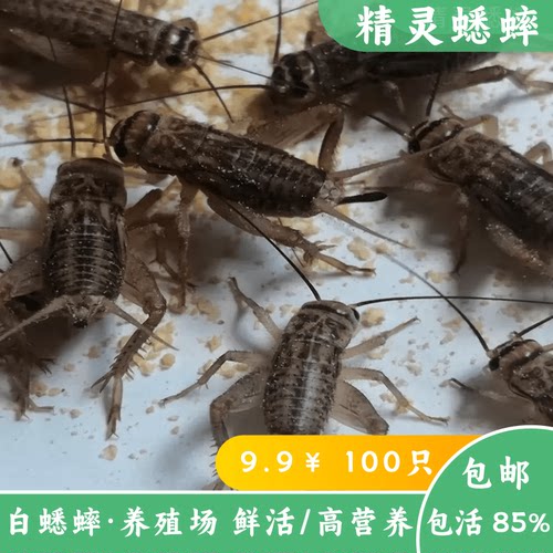 健康高营养白蟋蟀精灵蟋蟀包邮