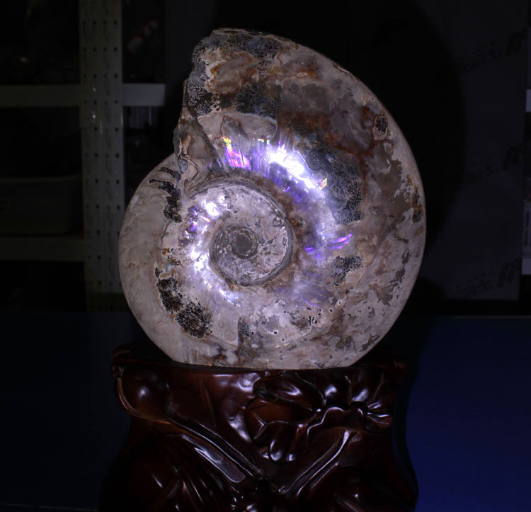 千蕊天然斑彩螺紫光中大号摆件 菊石 菊螺家居摆饰