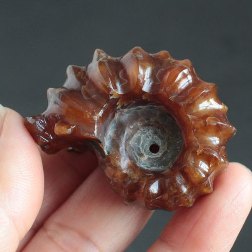 天然羊角螺把玩羊角螺化石