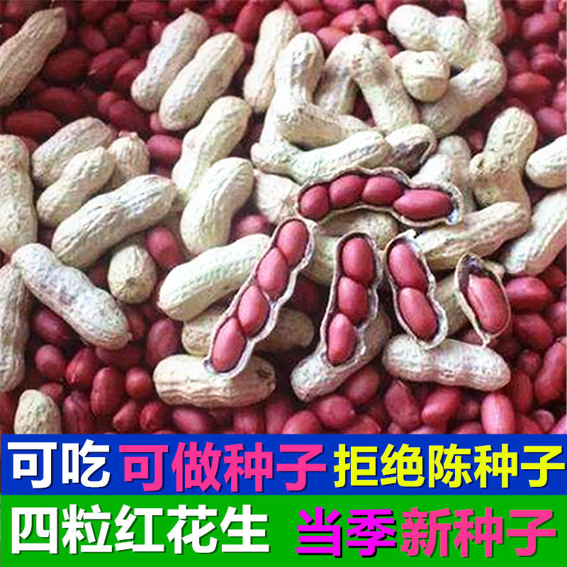 四粒红花生种子农家红皮花生带壳新花生四粒花生种子小粒自然晒干