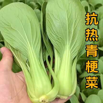 上海青梗菜种子抗热605青菜种子四季小白菜种籽阳台盆栽蔬菜种孑