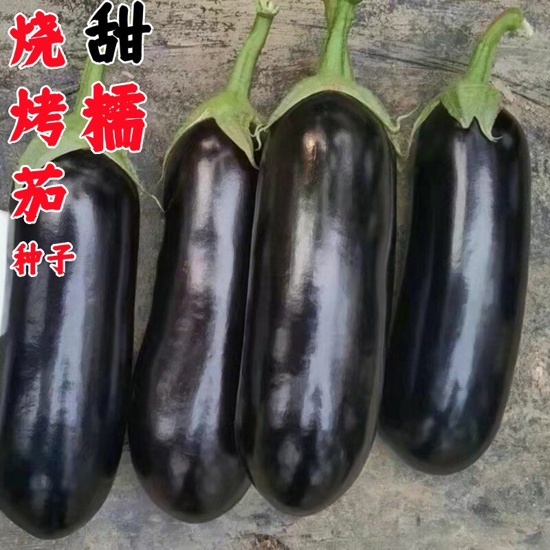 绿萼紫黑皮烧烤茄子种子特大甜糯