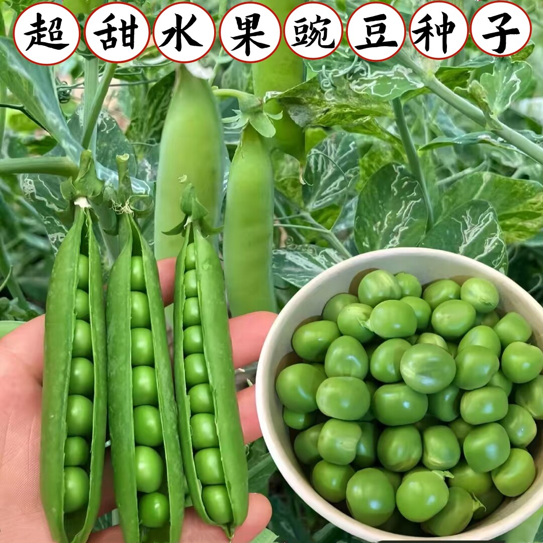 水果豌豆种子无架甜豌豆种子长寿仁荷兰豆种籽豆蔬菜种孑农家四季