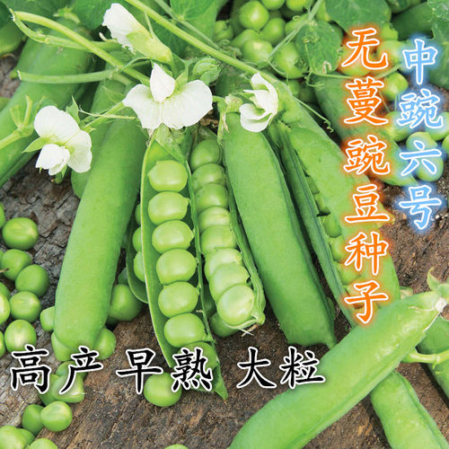六号豌豆种子农家四季