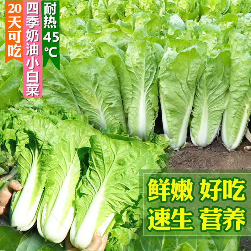 超光速快菜种子有机四季奶油小白菜种子速生早熟青蔬菜菜种孑阳台