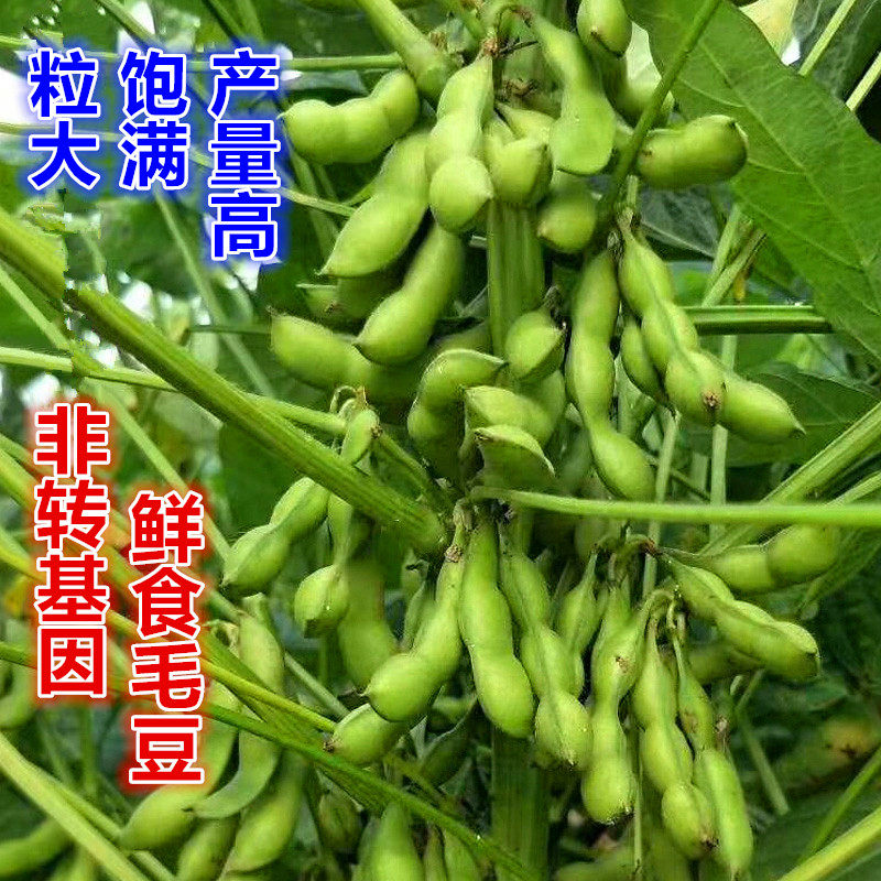 非转基因鲜食毛豆种子早熟高产特大绿宝石毛豆大荚菜种籽春季四季