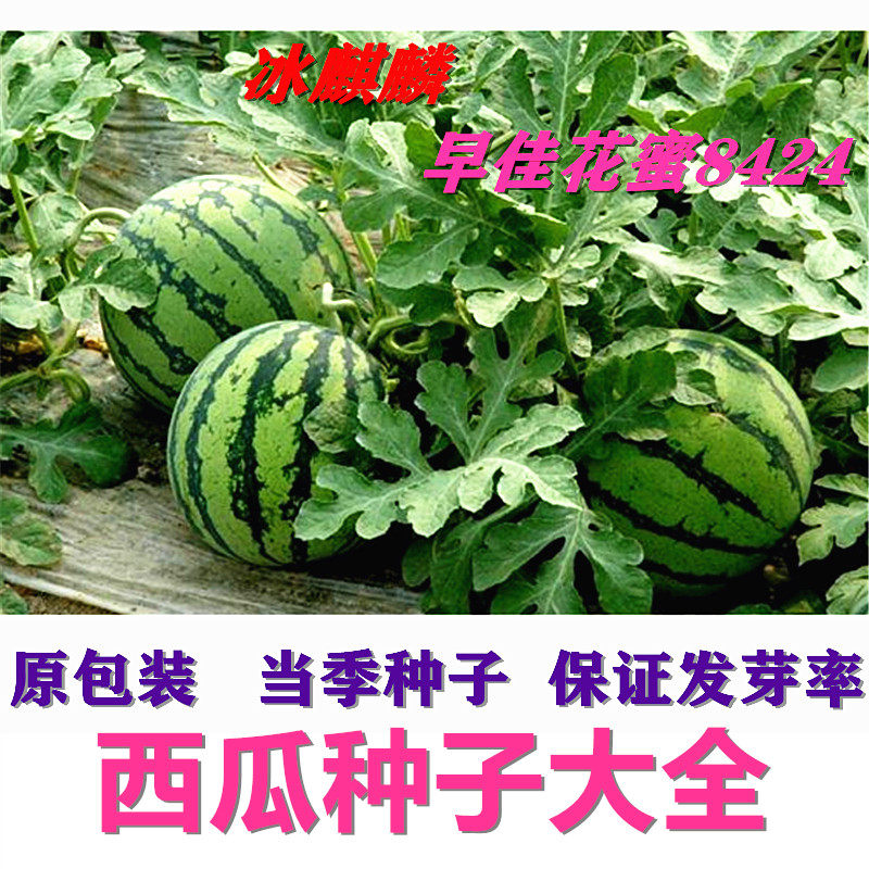 甜王西瓜种子懒汉西瓜特大高产早熟花蜜8424冰糖麒麟四季水果种孑