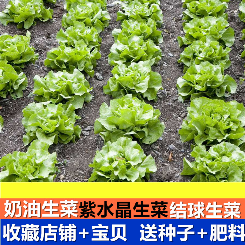 奶油生菜种子新款意大利耐抽苔生菜四季阳台速生春季蔬孑盆栽秋冬