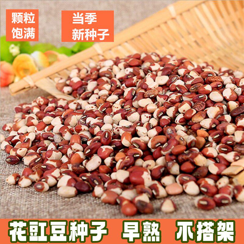 夏季早熟不搭架子花豇豆种子图片