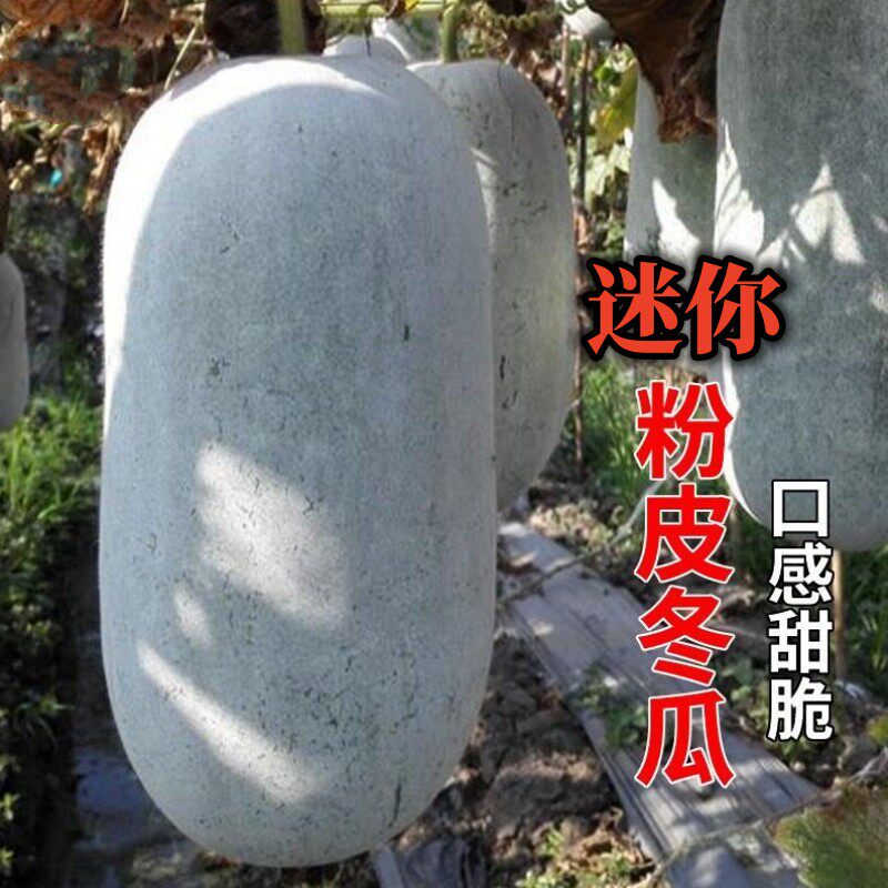 迷你粉皮冬瓜种子袖珍型小冬瓜种籽春播阳台盆栽农家庭院蔬菜种孑