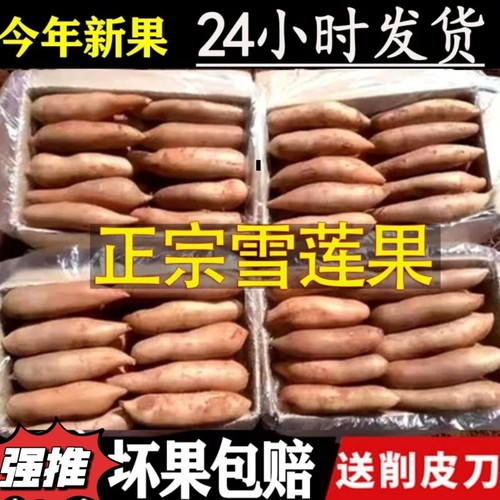 现挖云南天山雪莲果新鲜黄心