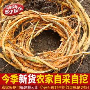 福建纯野生穿破石中药材野生九层皮山荔枝天然构棘根穿破石根功效