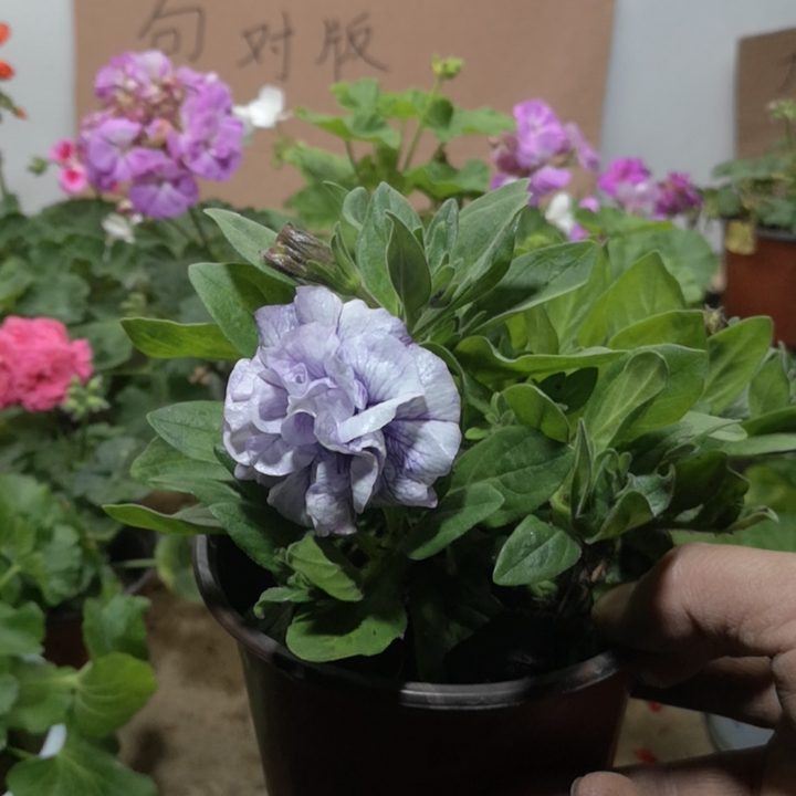 冰淡紫