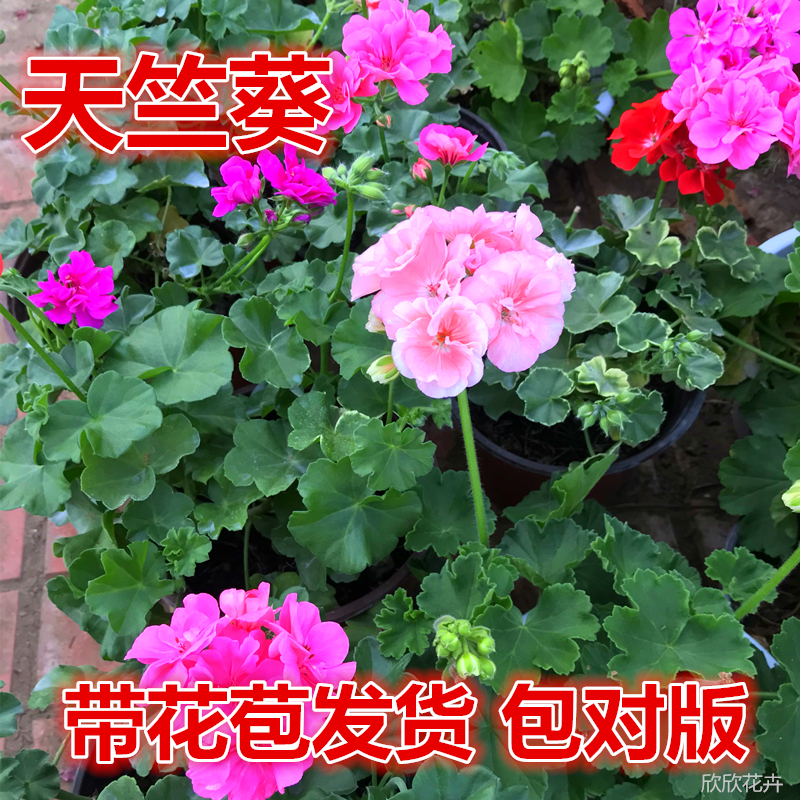 天竺葵盆栽带花发货 直立天竺葵花苗阳台庭院花卉洋绣球四季开花