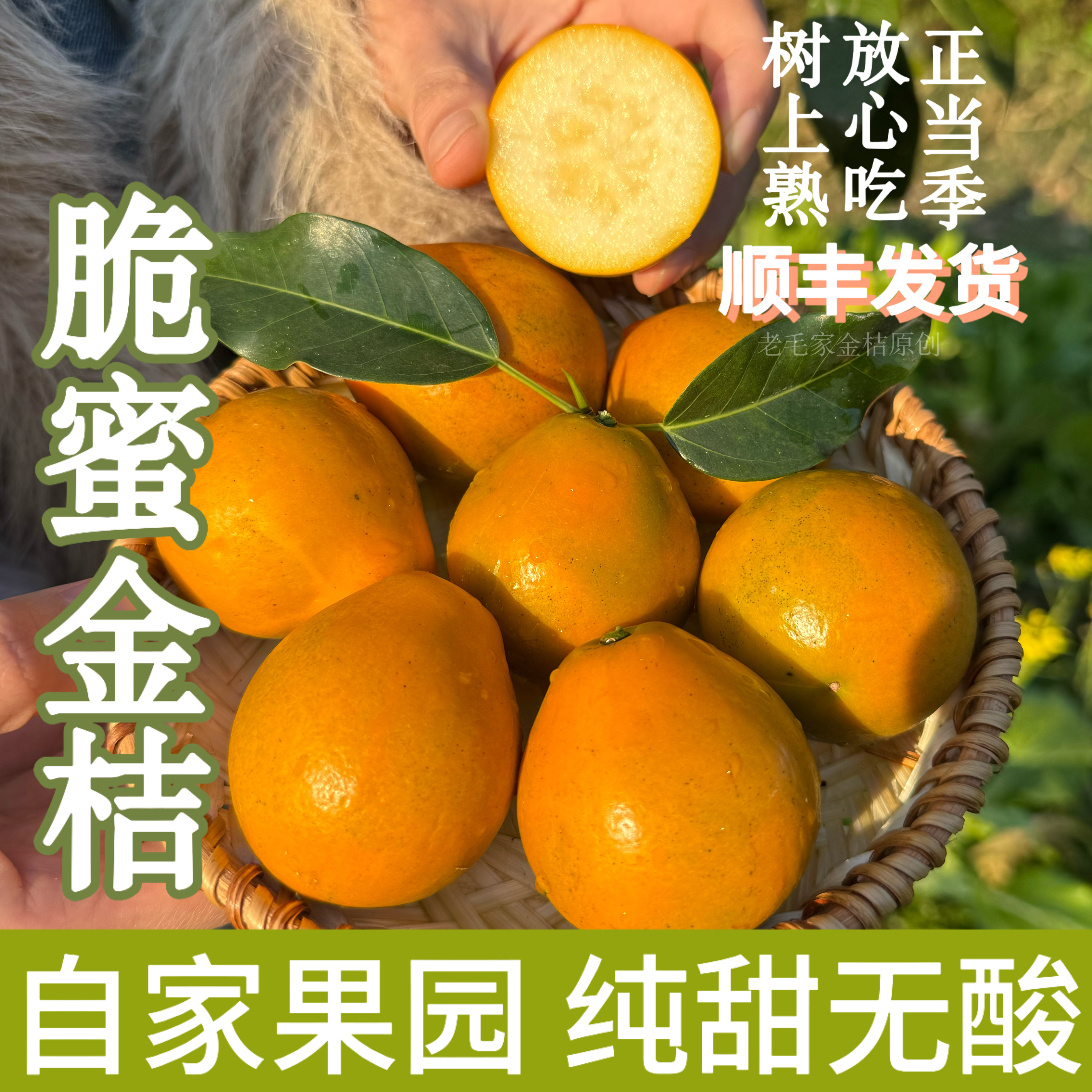 正宗广西脆蜜金柑第三代小金桔子当季金橘新鲜水果纯甜独立包装5