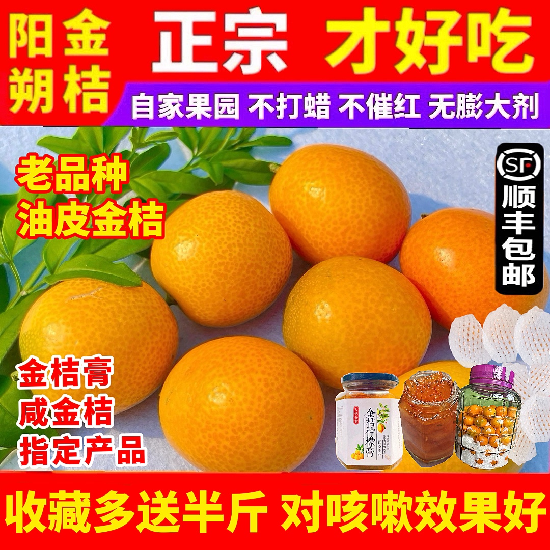 老品种油皮金桔润嗓止咳做膏煮水