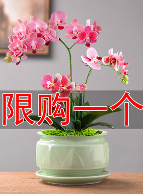青瓷多肉花盆蝴蝶兰兰花吊兰绿植