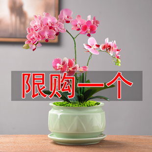 青瓷多肉花盆蝴蝶兰专用带托盘大号陶瓷兰花室内吊兰绿植清仓盆栽