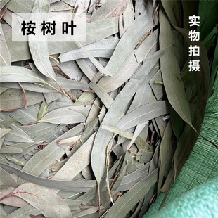 桉树叶蜜袋鼯桉树枝粉除臭抑菌仓鼠祛味垫材烘干驱虫去味松鼠用品