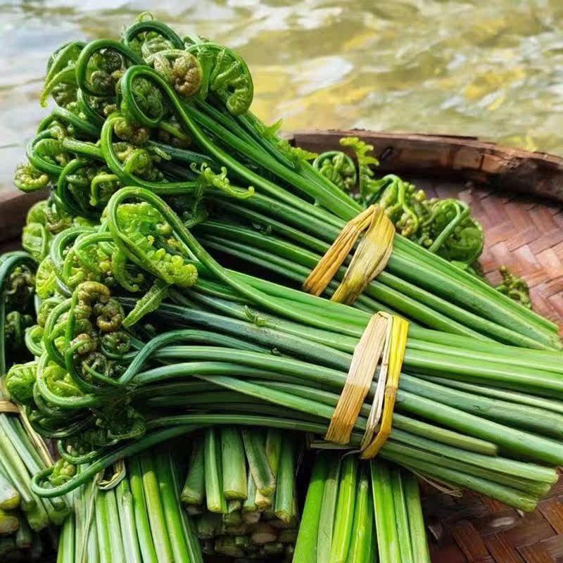 江西特产无污染当天新鲜采摘水蕨菜农家野菜青蕨非山蕨龙爪菜