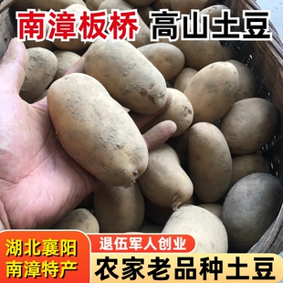 土豆新鲜老品种粉糯黄心洋芋湖北南漳板桥高山土豆农家自种马铃薯