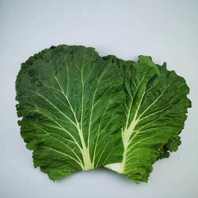 东北大白菜叶农家新鲜20片蘸酱菜