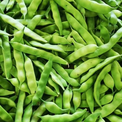 油豆角九月青现摘发货