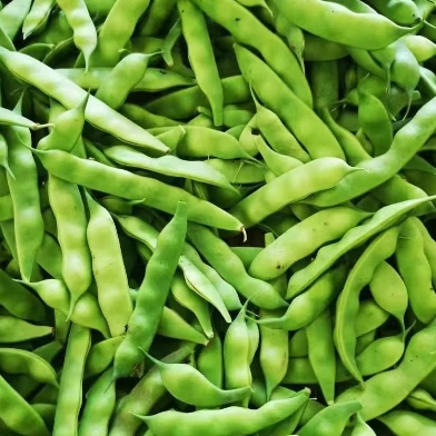 油豆角九月青现摘发货