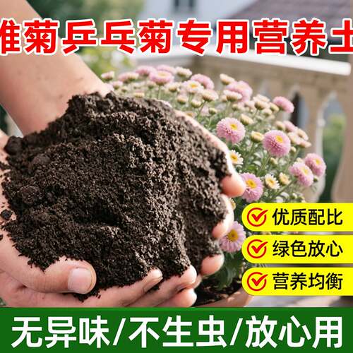 雏菊乒乓菊专用土料家庭营养土开花促花家用盆栽植物育苗菊花家用