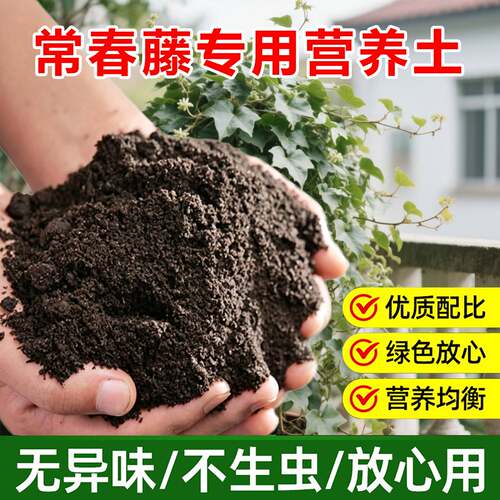 常春藤专用土料盆栽爬藤金边常春藤垂吊长青藤土壤营养土种植家用